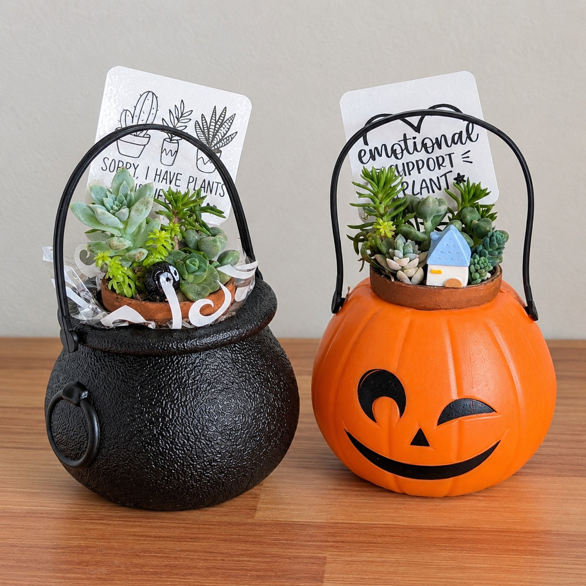 Mini succulent arrangements
